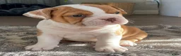 English Bulldog dogs for sale: Adorable English Bulldog Puppies in Leicester - Advert 6