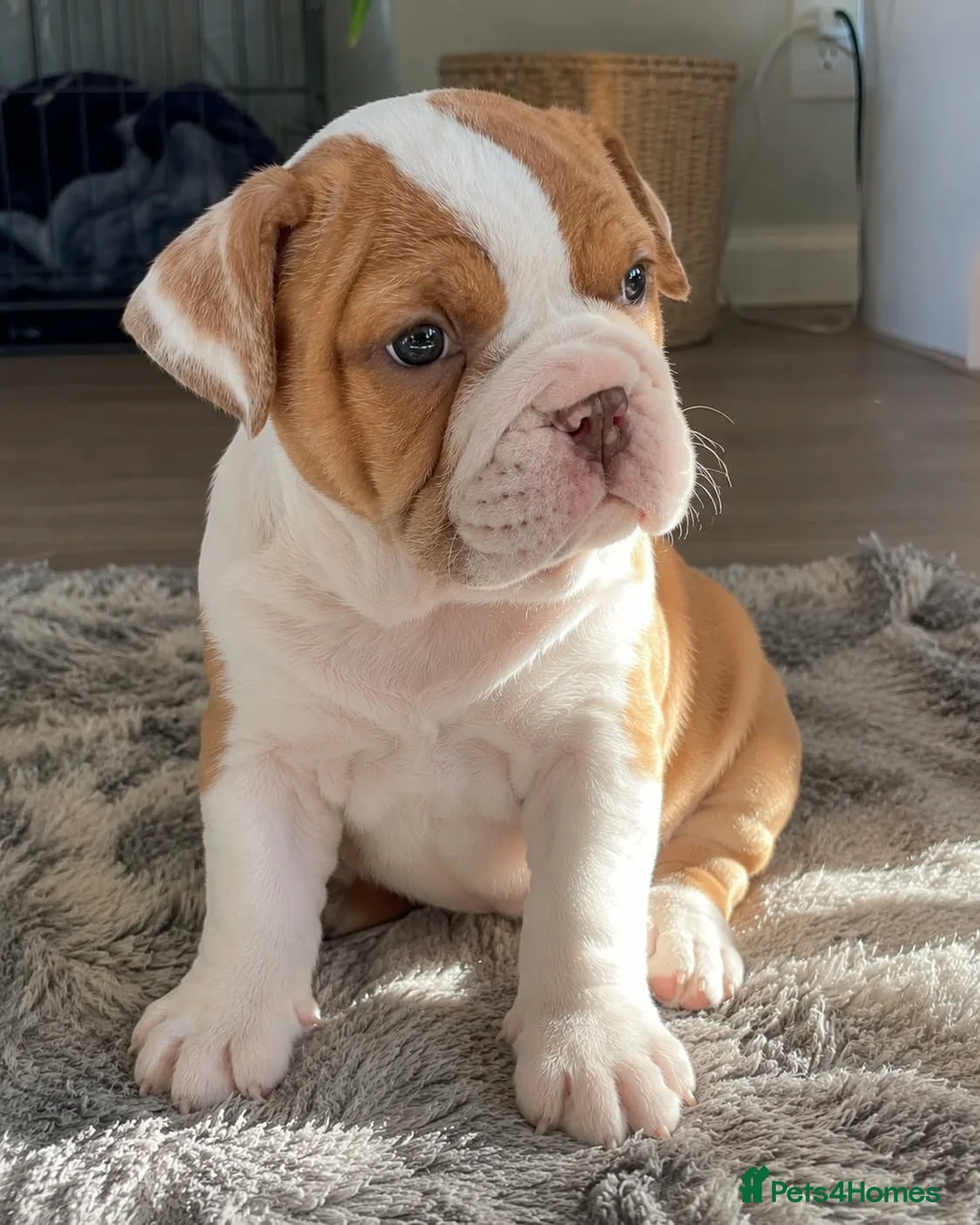 English Bulldog dogs for sale: Adorable English Bulldog Puppies in Leicester - Advert 6
