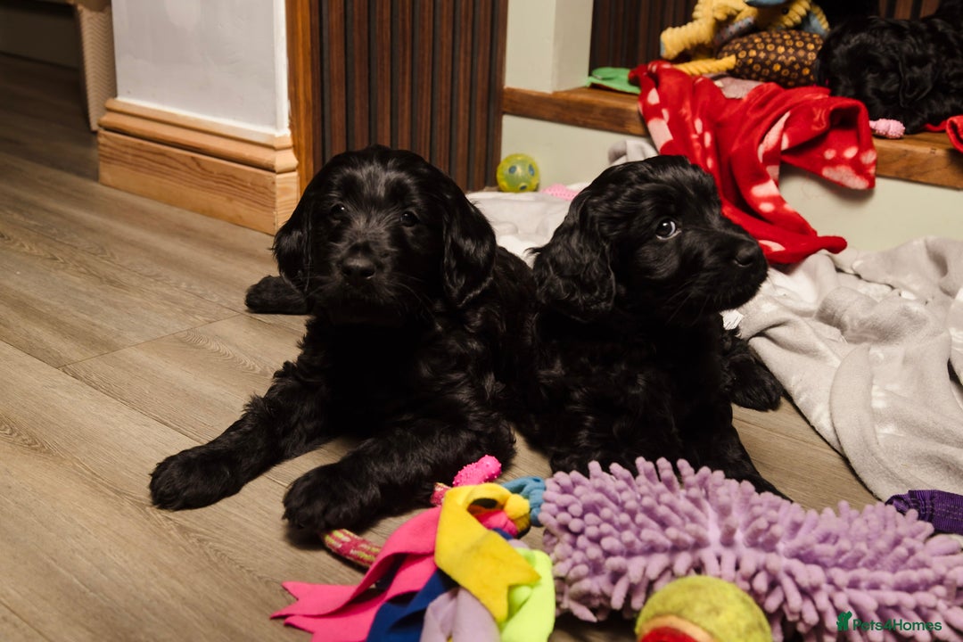 Goldendoodle dogs for sale: Health tested F1 Goldendoodle puppies  - Advert 4