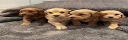 Cockapoo dogs for sale: Stunning Cockapoo puppies  - Advert 15
