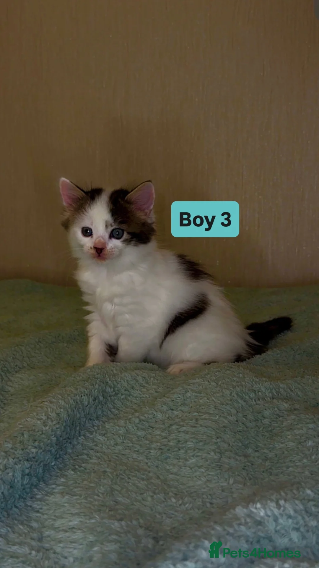 Mixed Breed cats for sale: 🐾 Adorable Fluffy Kittens Ready for Loving Homes - Advert 9
