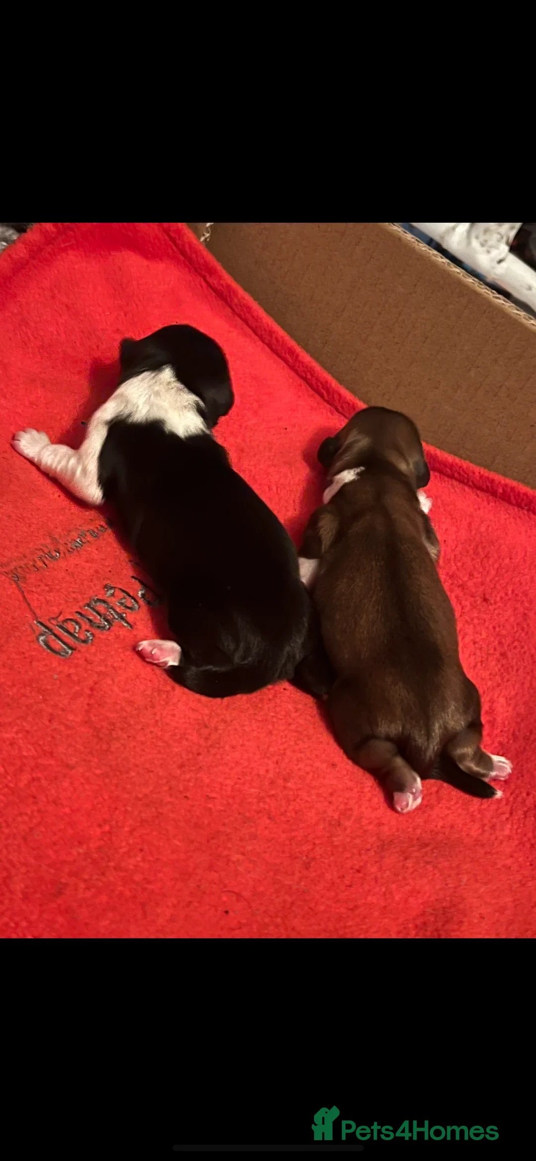 Lhasa Apso dogs for sale:  Kc registered Lhasa apso puppies in Manchester - Advert 3