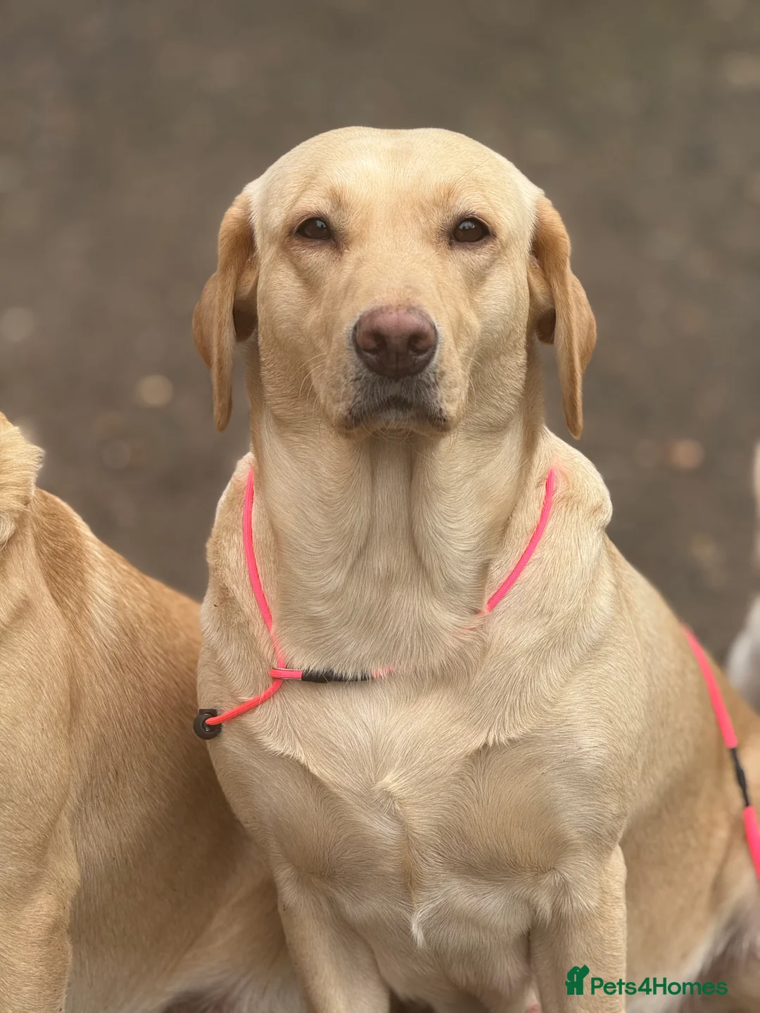 Labrador Retriever dogs for sale: FTCH Sired excellent FTCH working line Labradors - Advert 2