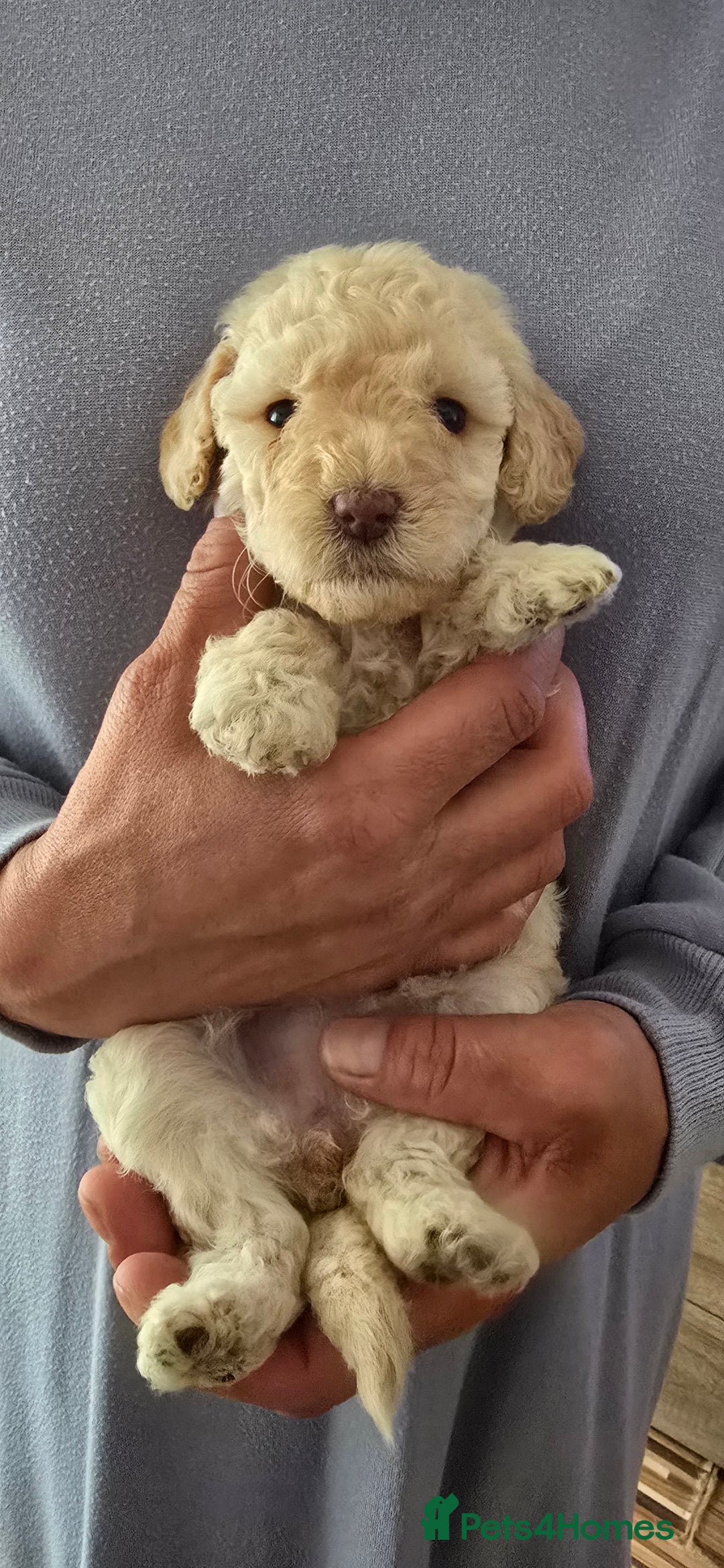 Standard Poodle dogs for sale: 7 Standard poodles for sale including 2 merle - Image 6
