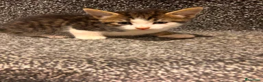 American Shorthair 1