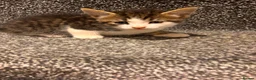 American Shorthair cats for sale: 4 Male American shorthairs - Advert 2