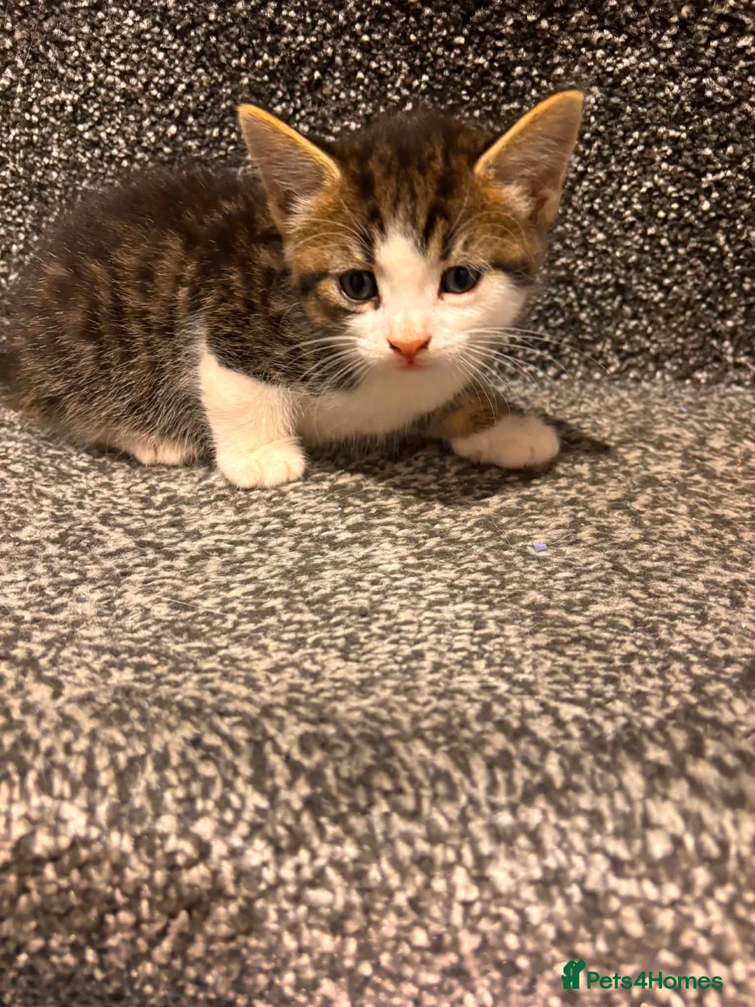 American Shorthair cats for sale: 4 Male American shorthairs - Advert 2