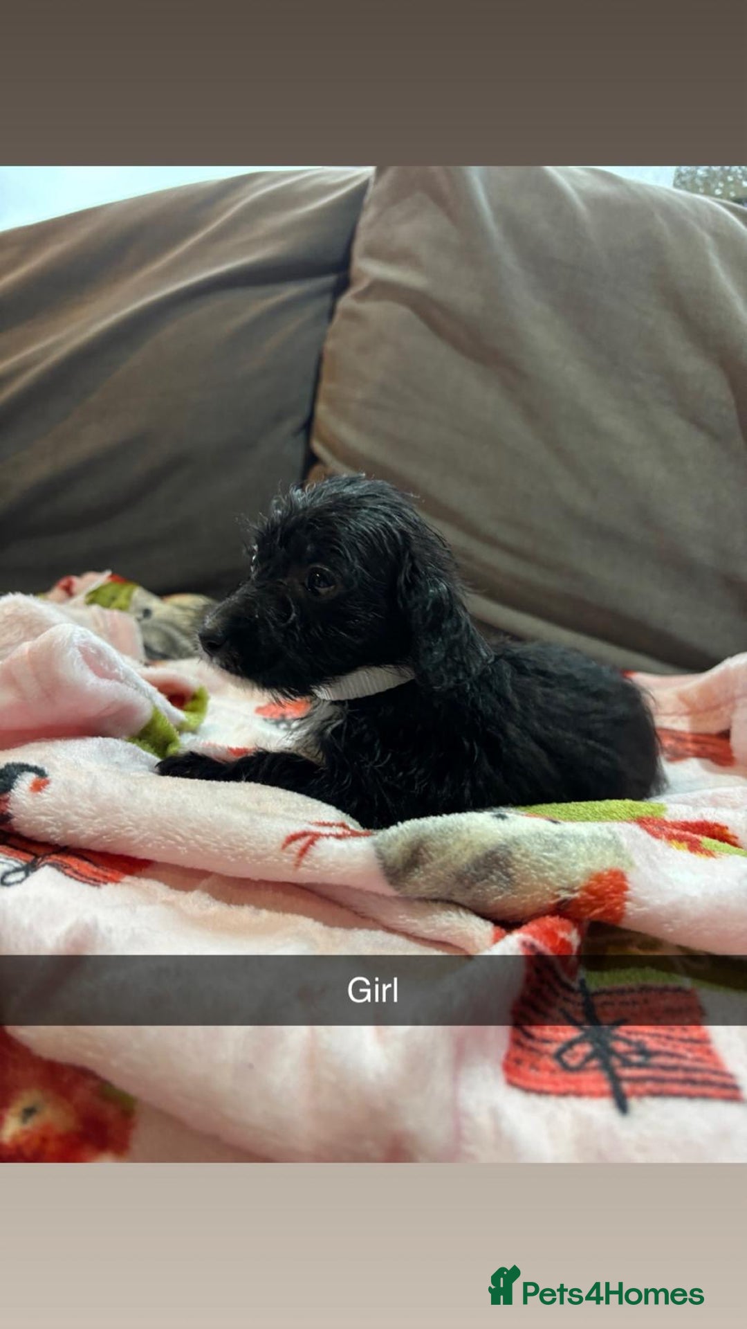 Jackapoo dogs for sale: 6 beautiful and playful Jackapoo puppy’s for sale  - Advert 7