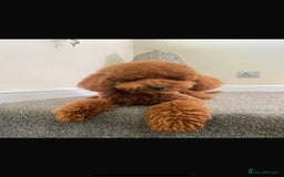Cavapoo dogs for sale: Extensively health tested toy cavapoo puppies - Image 9