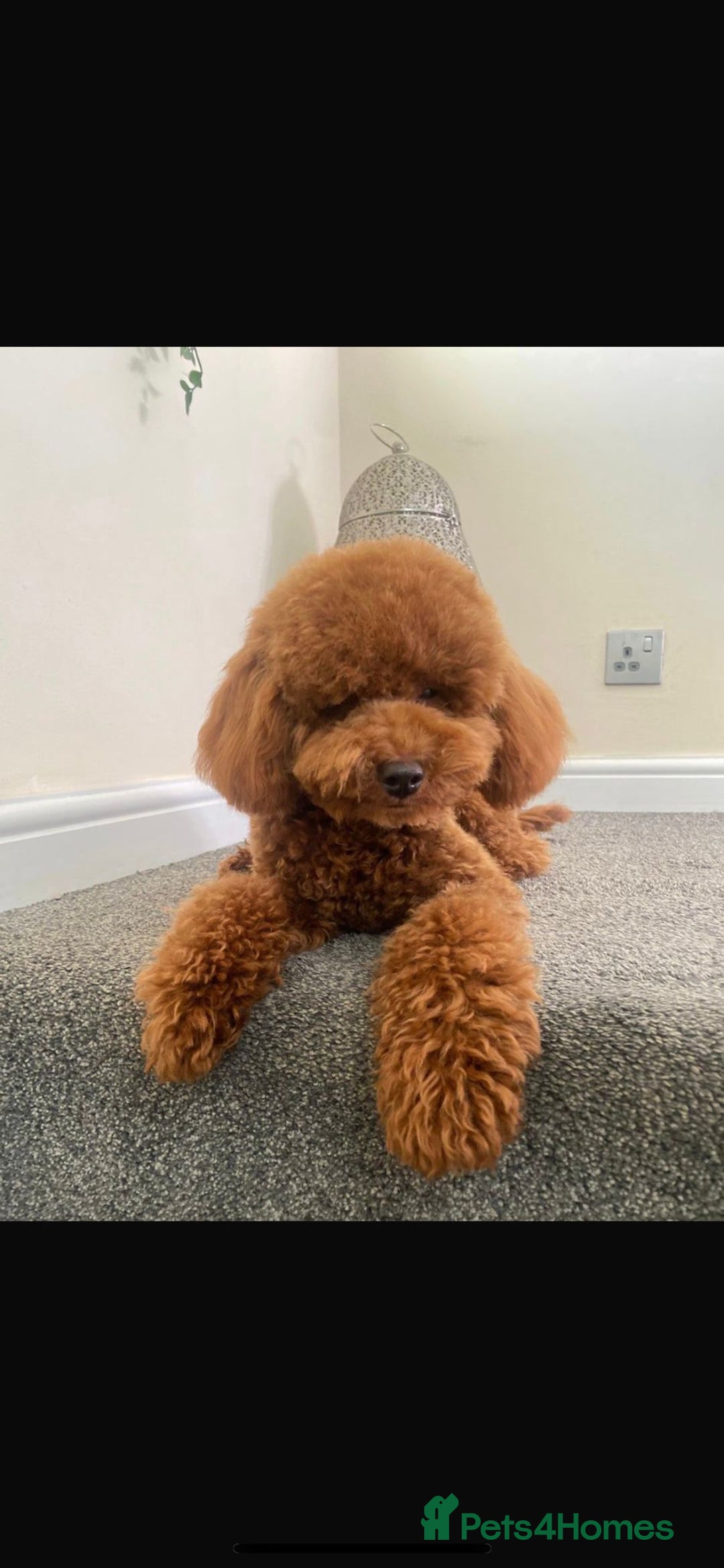 Cavapoo dogs for sale: Extensively health tested toy cavapoo puppies - Image 9