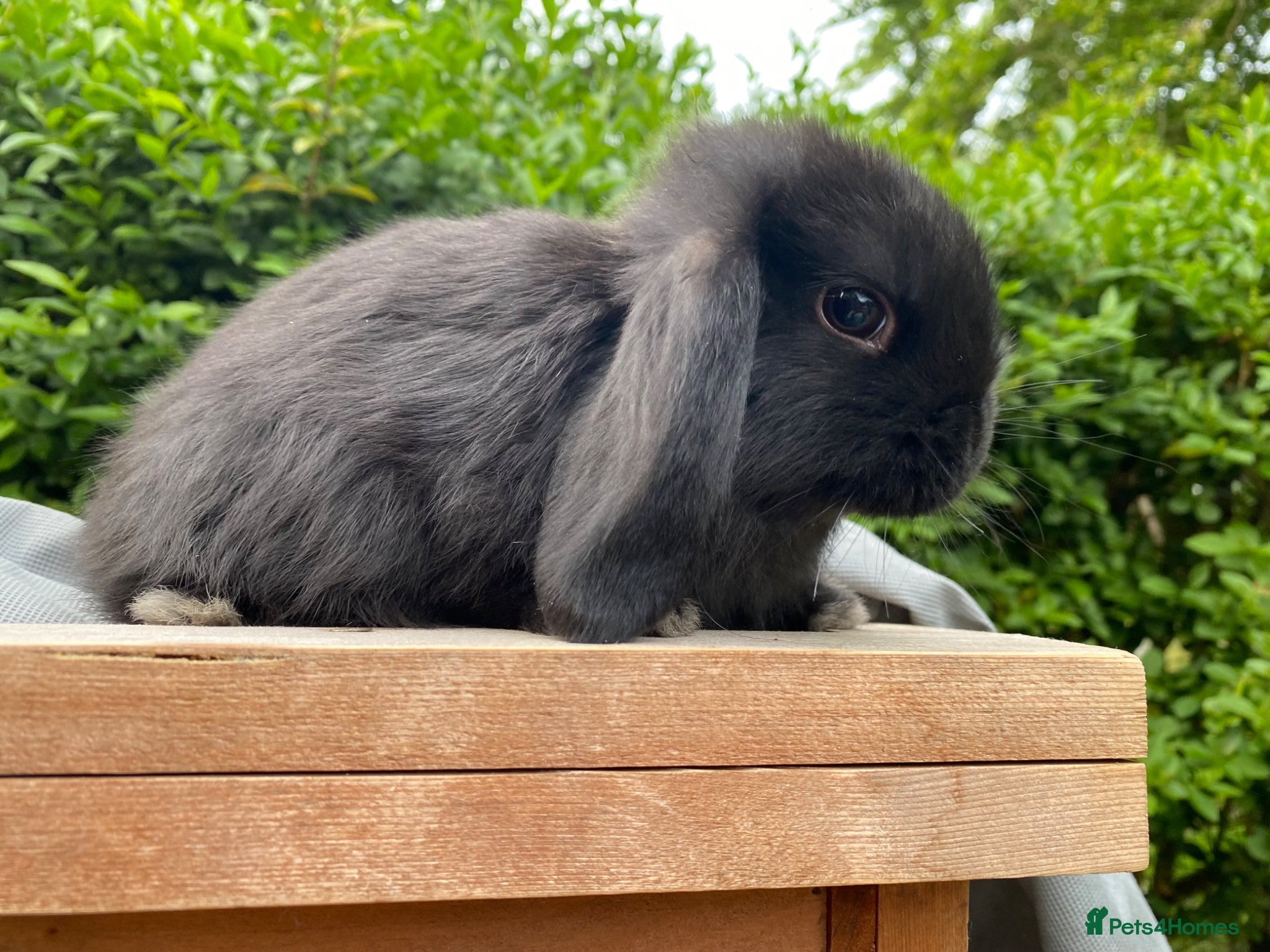 Mini Lop rabbits -One Gorgeous Mini Lop for Sale- - Advert 9
