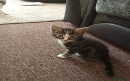 Mixed Breed cats for sale: Kittens for sale - Image 4