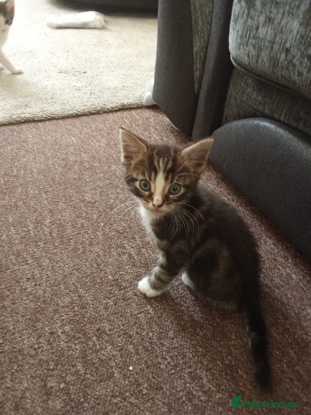 Mixed Breed cats for sale: Kittens for sale - Image 4