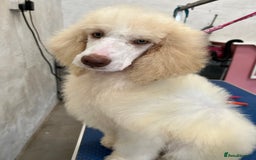 Standard Poodle dogs for sale: Stunning KC reg standard poodle  - Image 13
