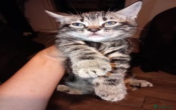Mixed Breed cats for sale: 2 tabby girls 1 black girl - Image 4