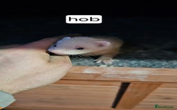 Ferret rodents for sale: Gill and hobs kit for sale  - Image 4