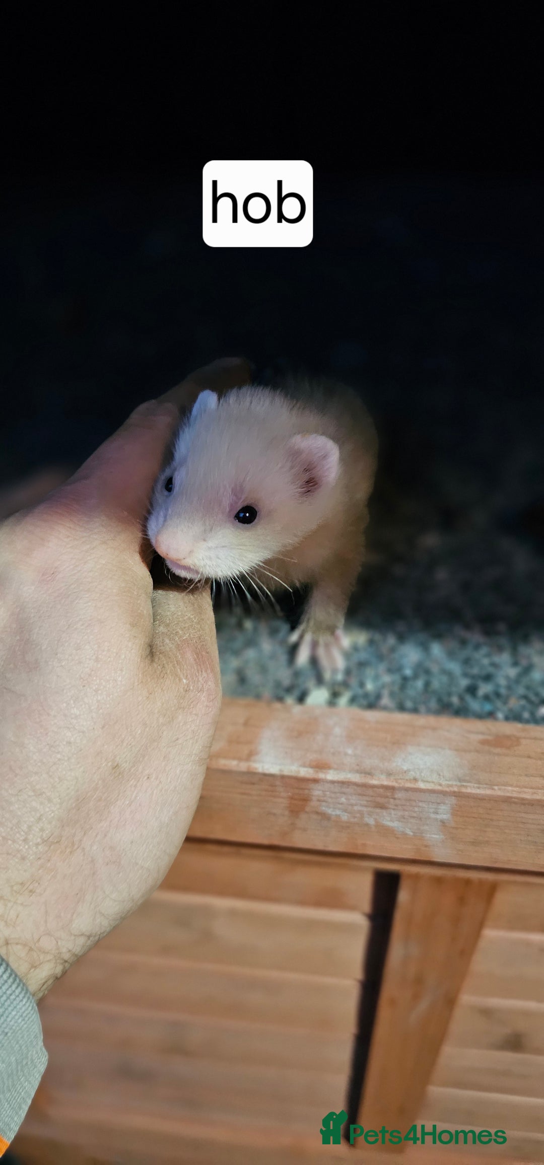 Ferret rodents for sale: Gill and hobs kit for sale  - Image 4