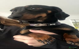 Miniature Dachshund dogs for sale: Miniature Dachshunds - Image 2