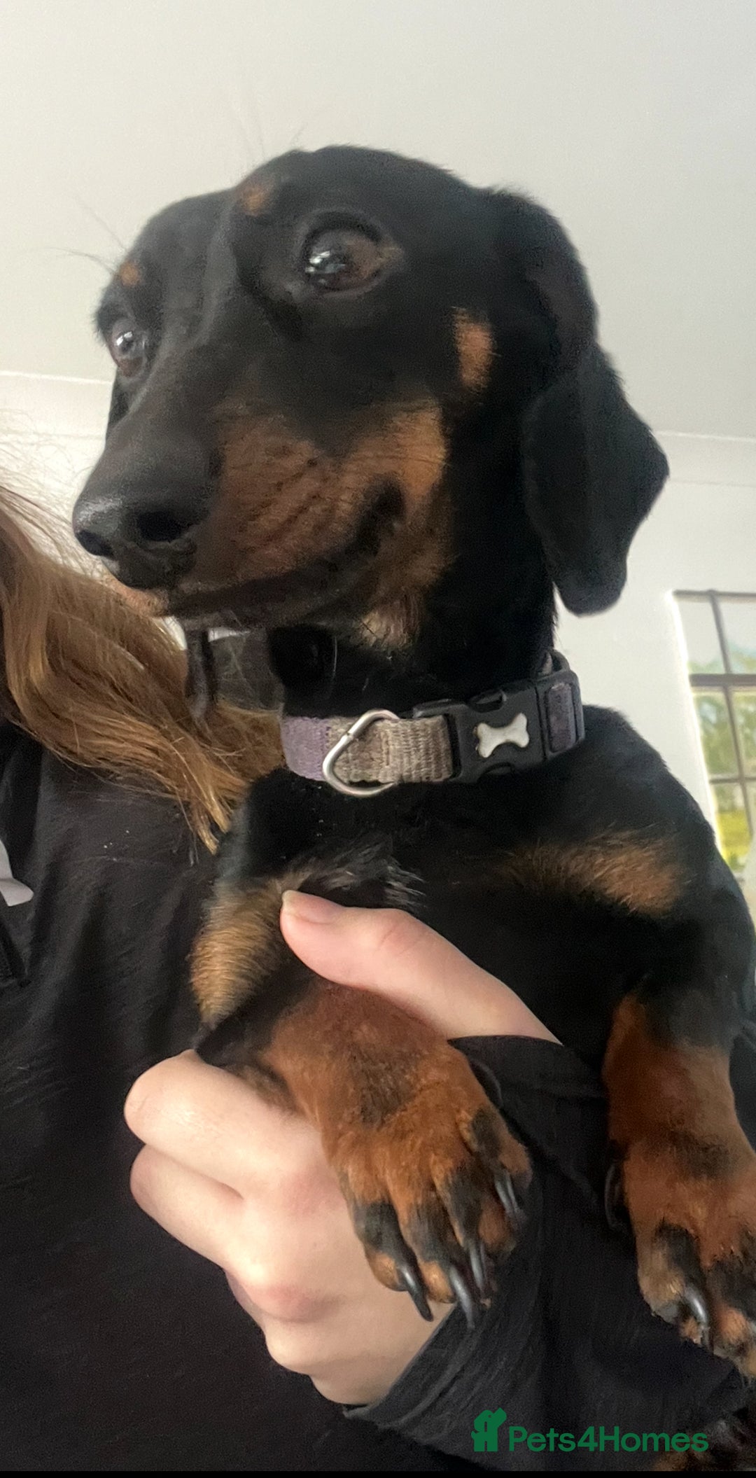 Miniature Dachshund dogs for sale: Miniature Dachshunds - Image 2