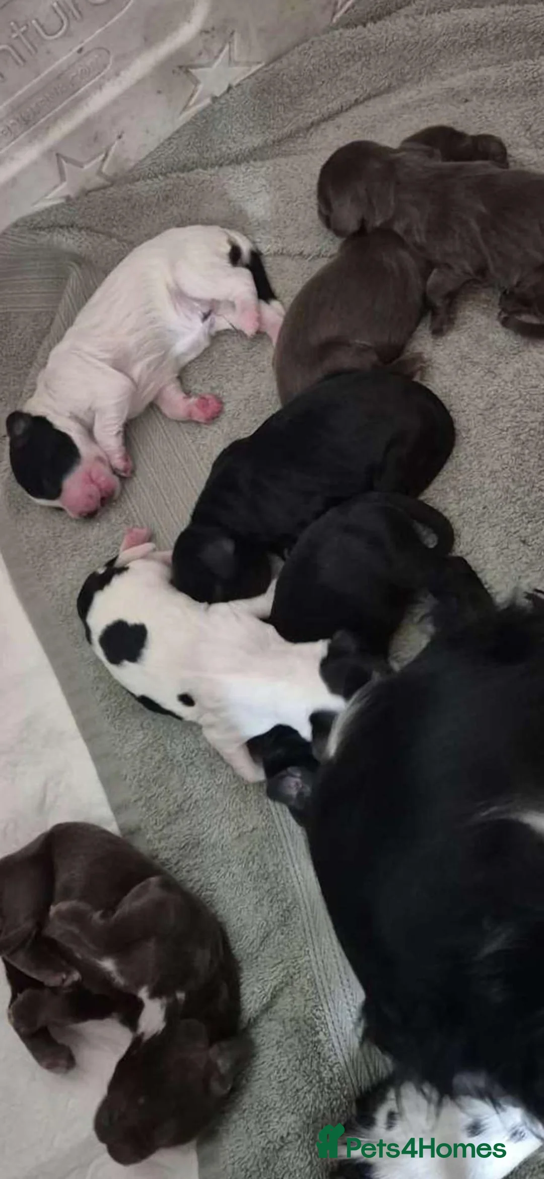 English Springer Spaniel dogs for sale: Springer Spaniel Puppies  - Advert 14