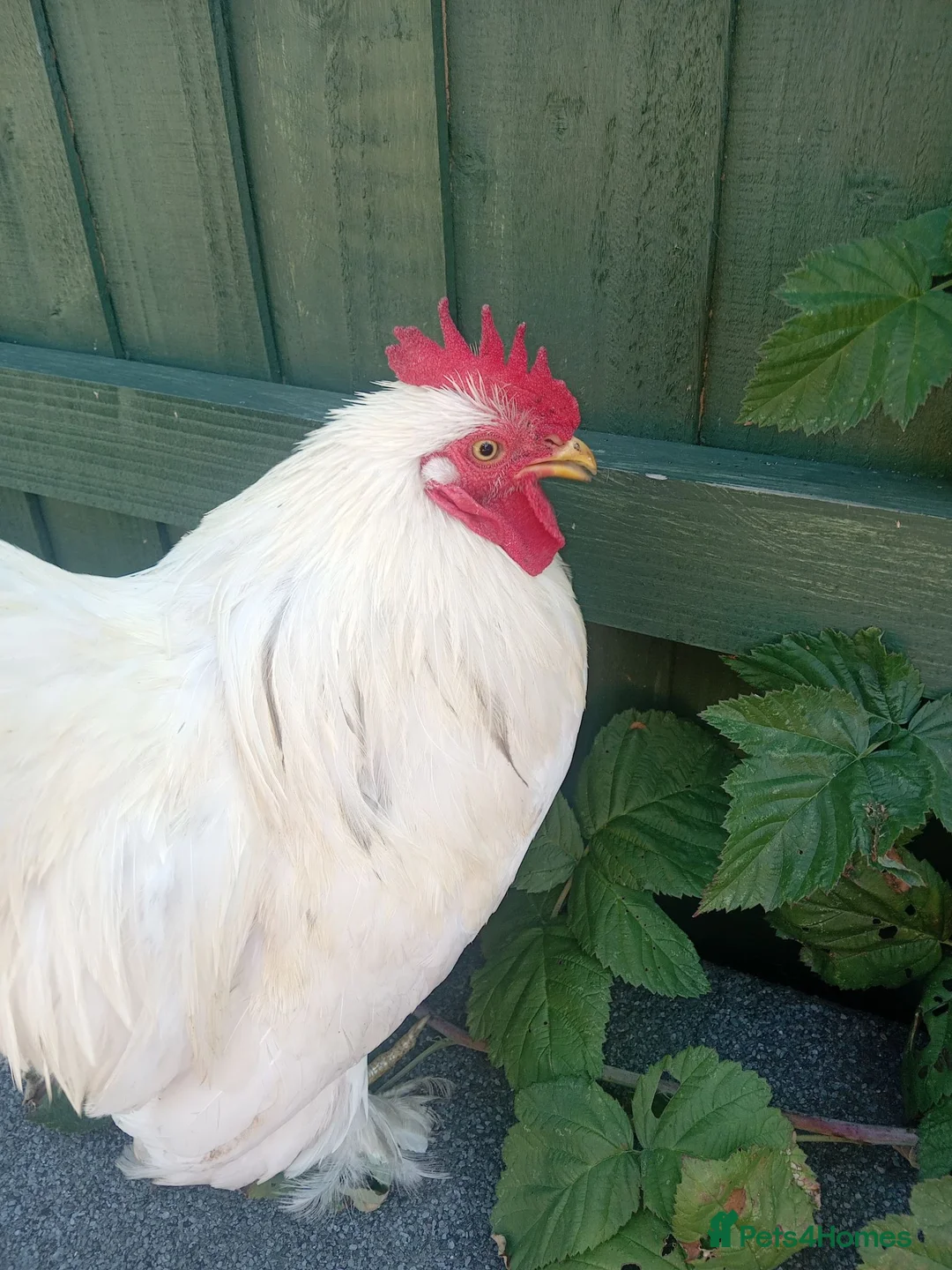 Chickens poultry for sale: Bantam chickens  in Dudley - Advert 2
