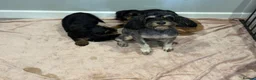Cockapoo dogs for sale: F1b cockapoos - Advert 7