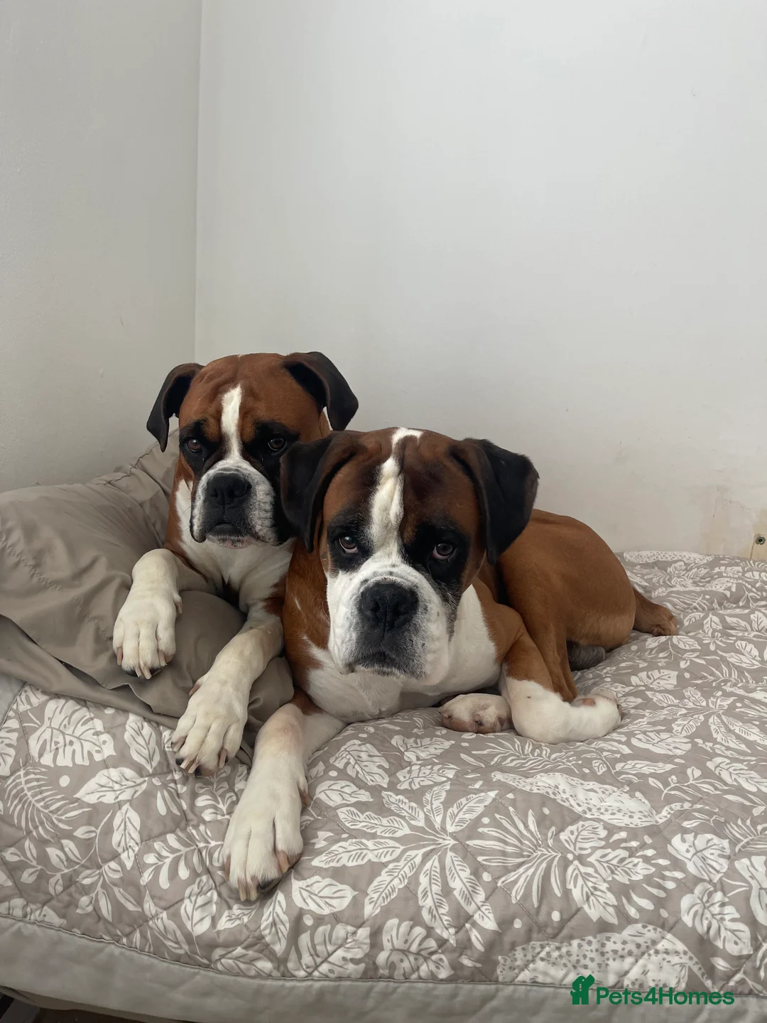 Boxer dogs for sale: Boxer puppies - Advert 1