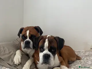 Boxer dogs Boxer puppies - Advert 1