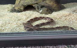 Corn Snake reptiles for sale: Corn Snake - Image 2