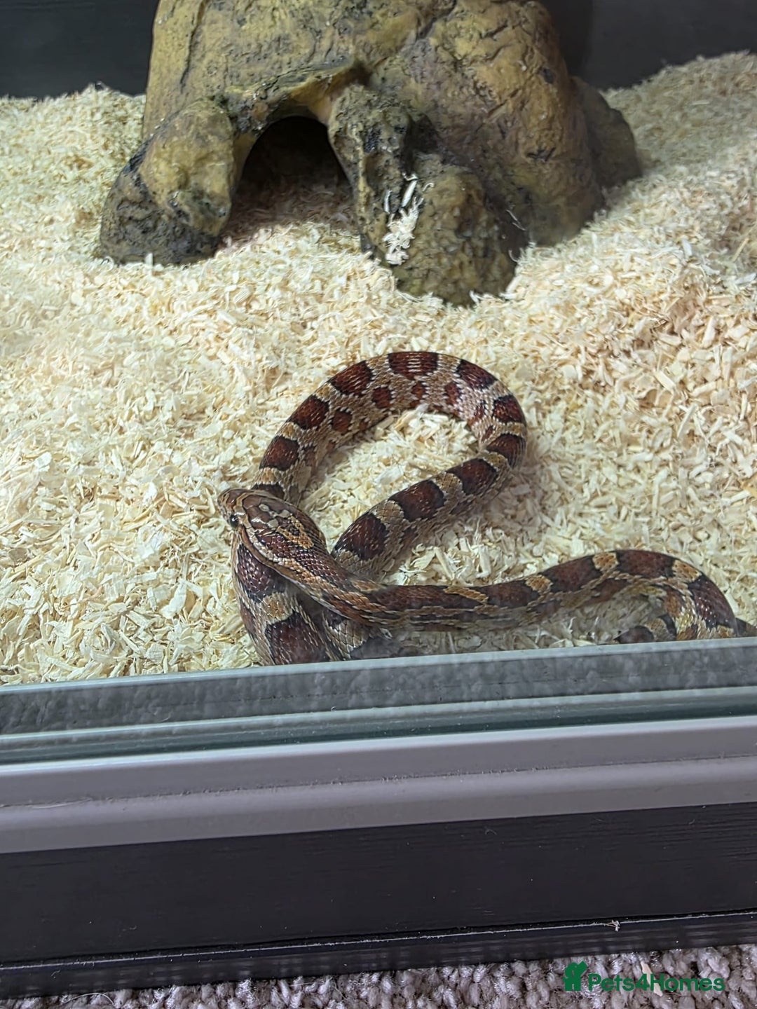 Corn Snake reptiles for sale: Corn Snake - Image 2