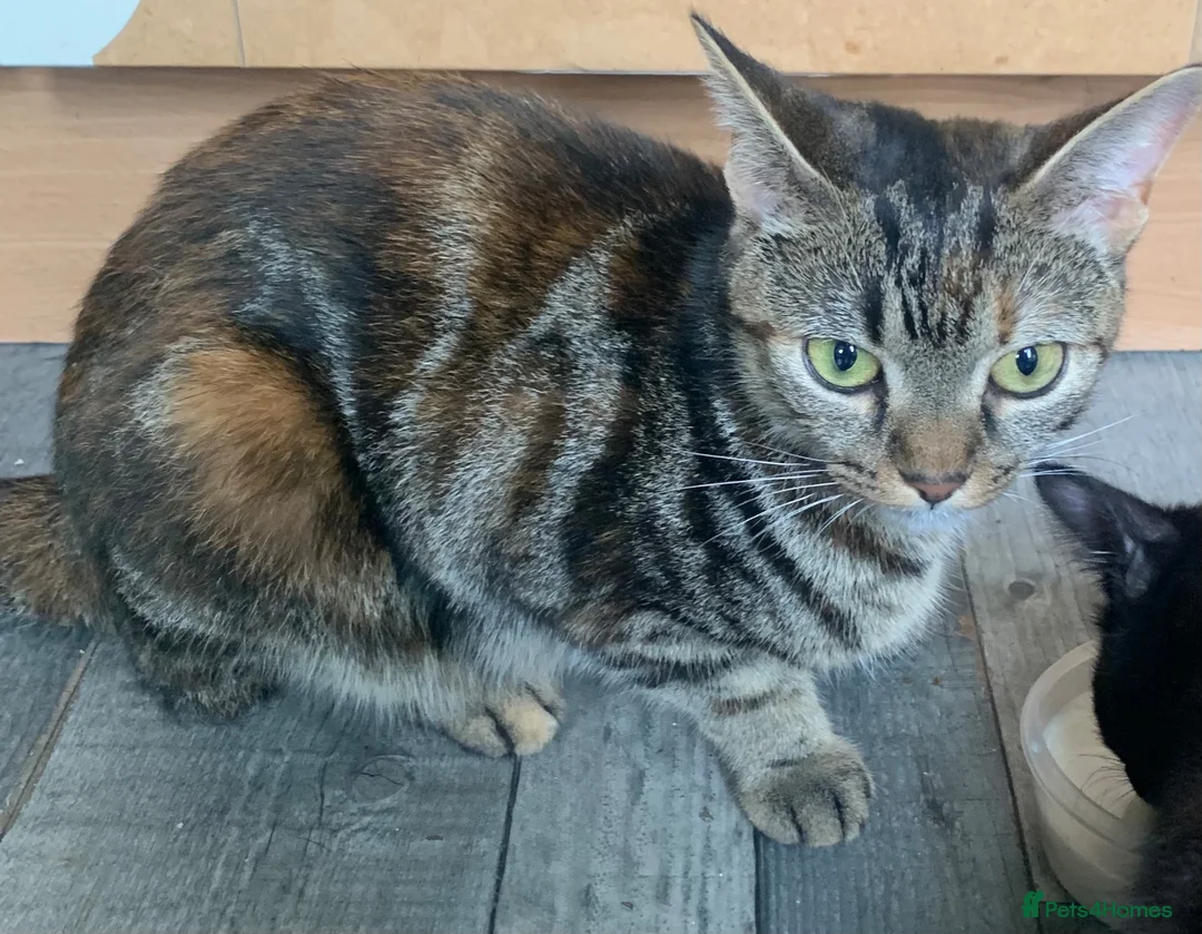 Mixed Breed cats for sale: 10 week old Maincoon cross Tabby kittens  in Bolton - Advert 1