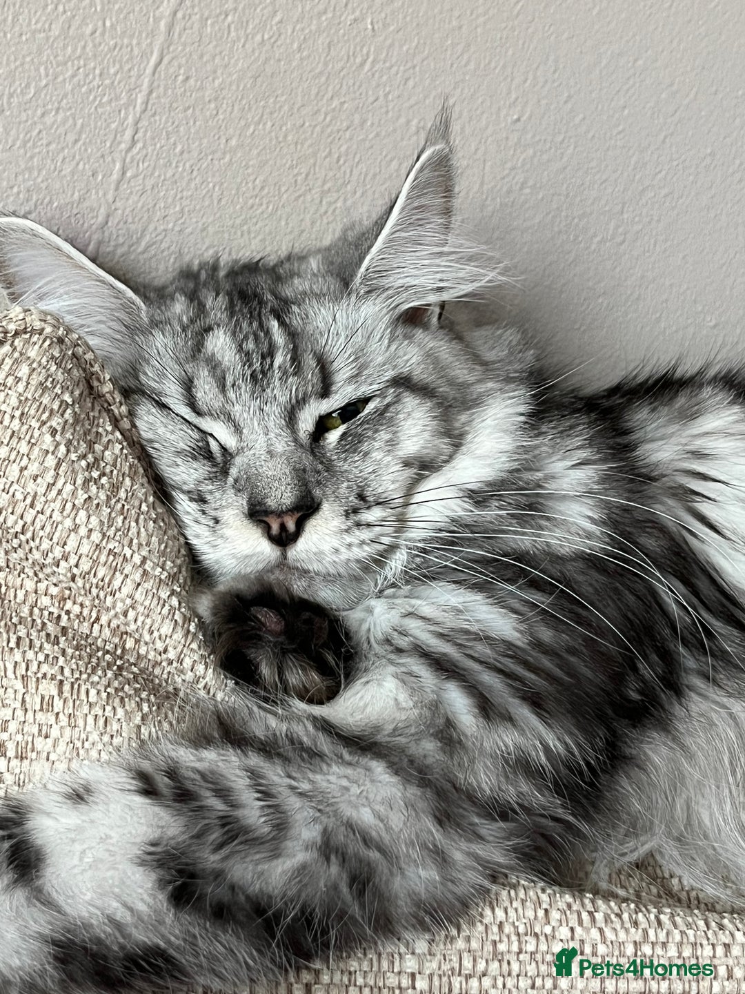 Maine Coon cats for sale: Stunning girl - Image 2