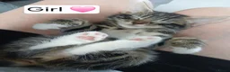 Mixed Breed cats for sale: 3 Beautiful kittens ready for their forever homes! in Bristol - Advert 3