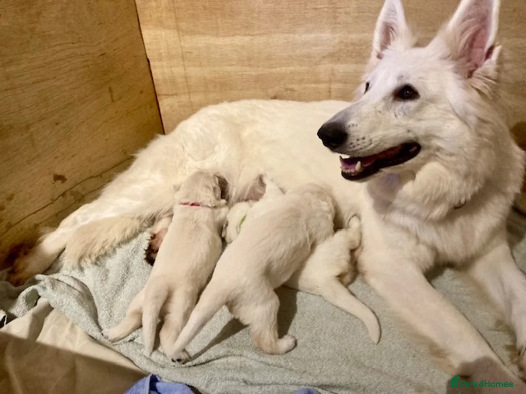 German Shepherd dogs for sale: Rare white German Shepherd puppies in Oxted - Advert 2