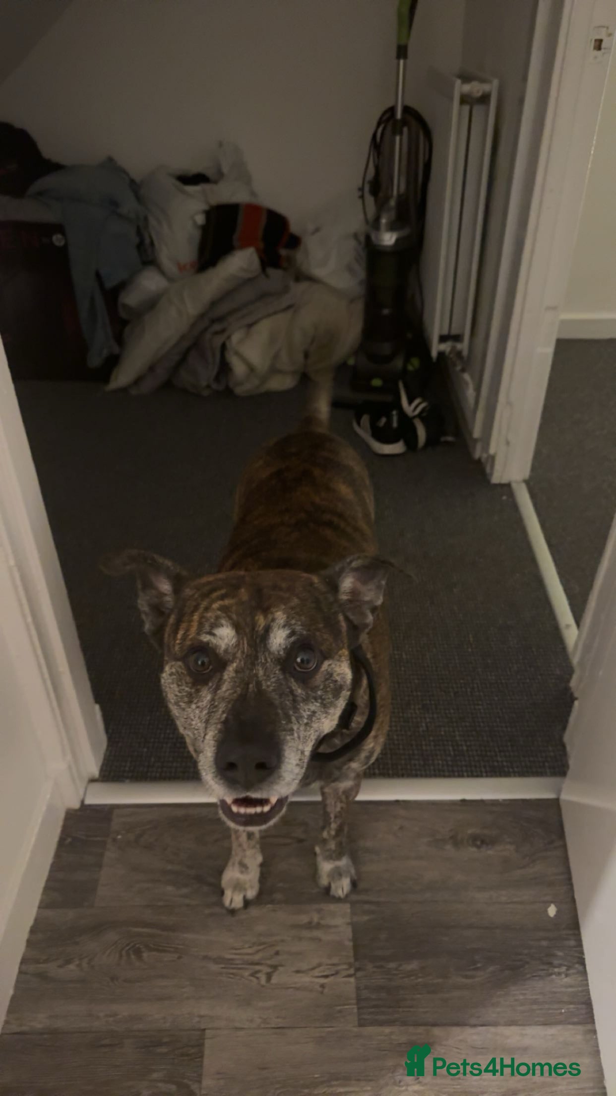 Mixed Breed dogs Staffy cross - Advert 2