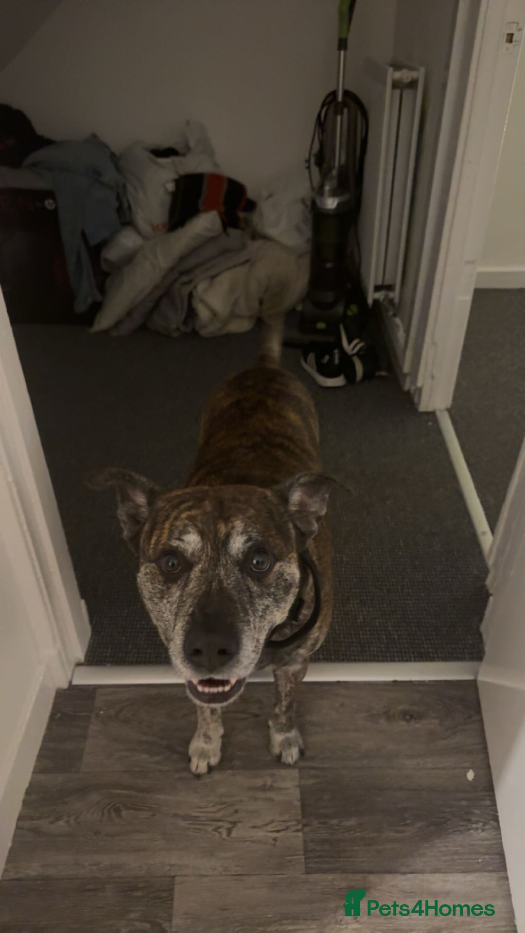 Mixed Breed dogs for sale: Staffy cross - Advert 1