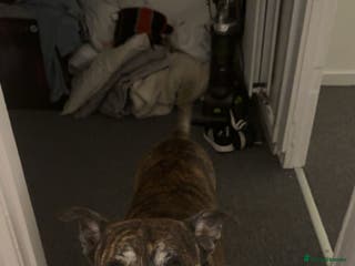 Mixed Breed dogs Staffy cross - Advert 7