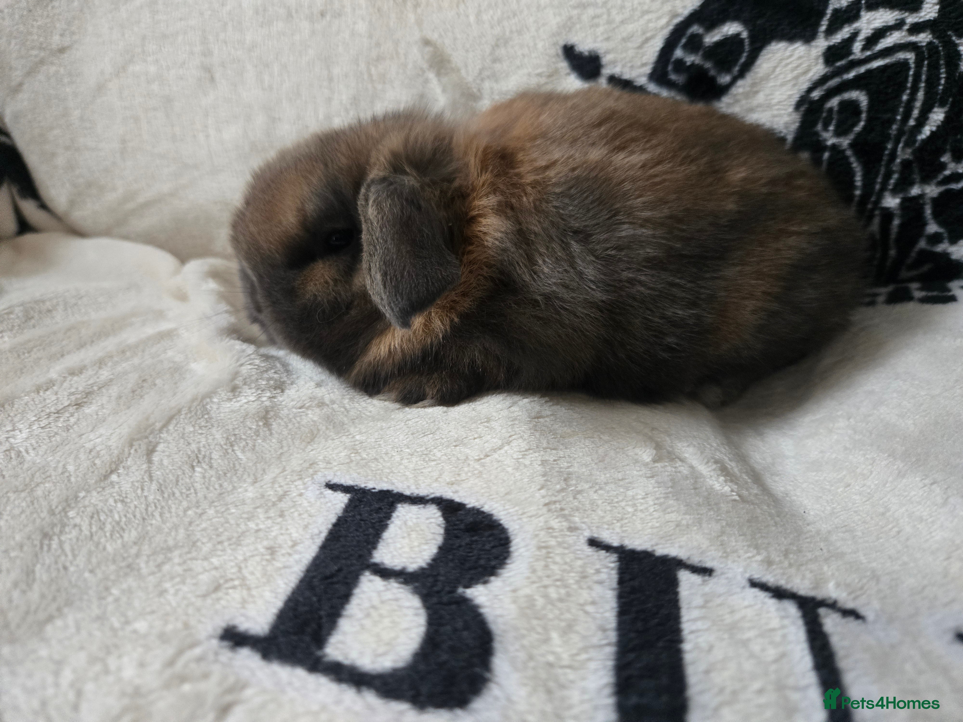 Mini Lop rabbits Absolutely stunning mini lop bunnies  - Advert 13