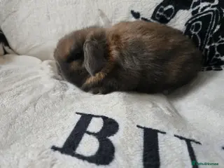 Mini Lop rabbits Absolutely stunning mini lop bunnies - Advert 13