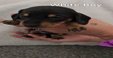 Miniature Dachshund dogs - Advert 9