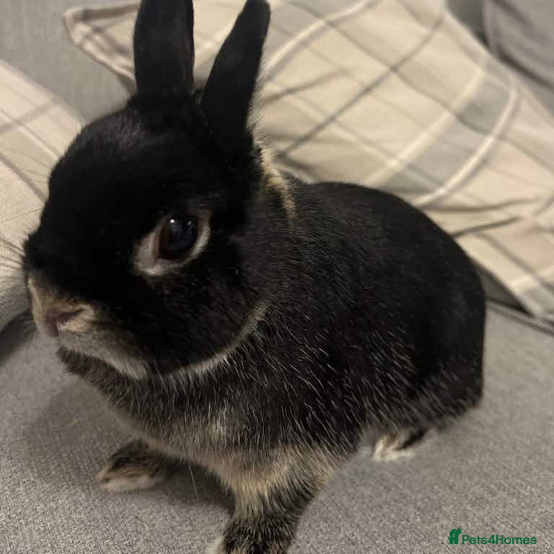 Netherland Dwarf rabbits for sale: Netherland dwarf for rehoming - Image 2