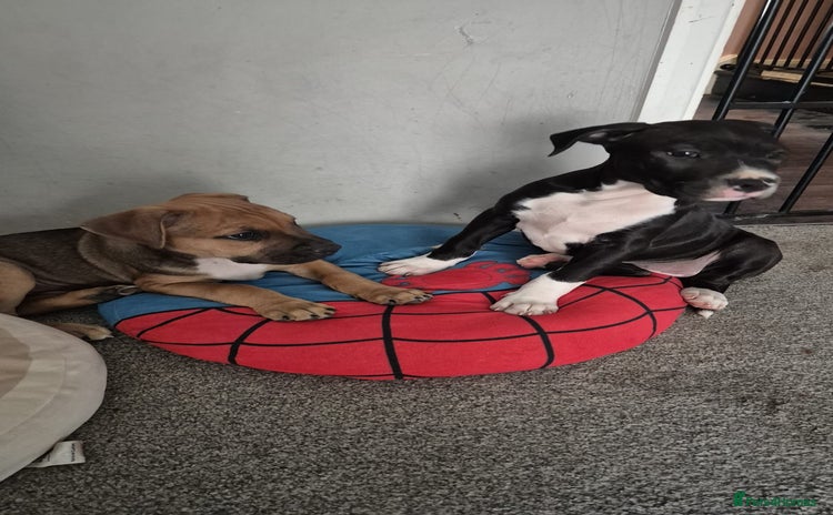 Mixed Breed dogs - Advert 7