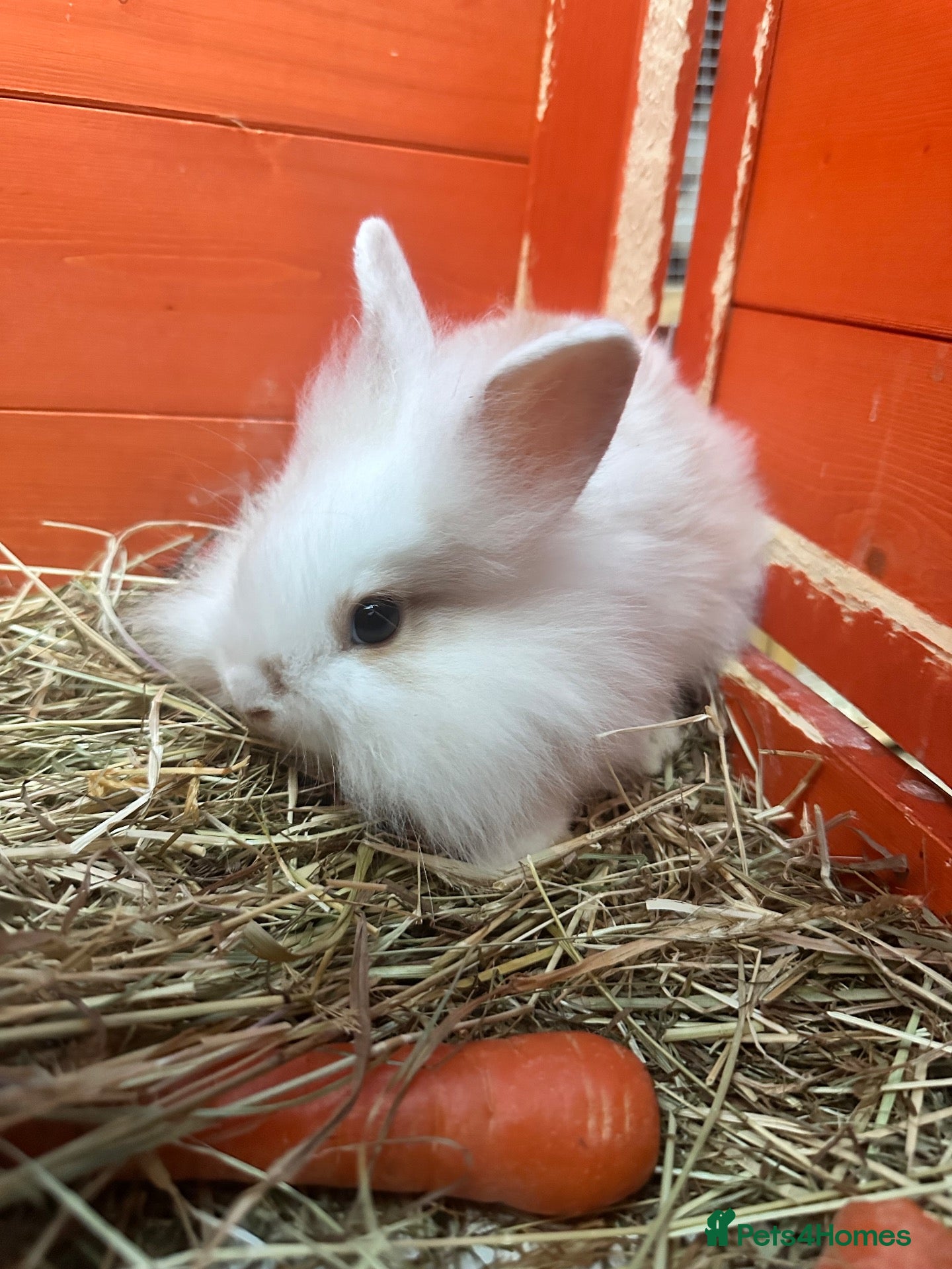 Lionhead rabbits Beautiful 8 Week Old Lionhead Rabbits Boy & Girl  - Advert 2