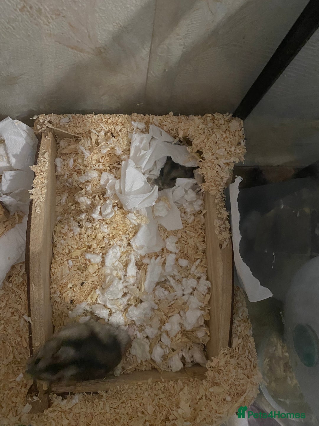 Hamster rodents for sale: Russian dwarf hamsters - Image 4