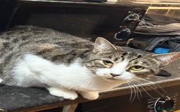 Mixed Breed cats for sale: Pipa  - Image 3