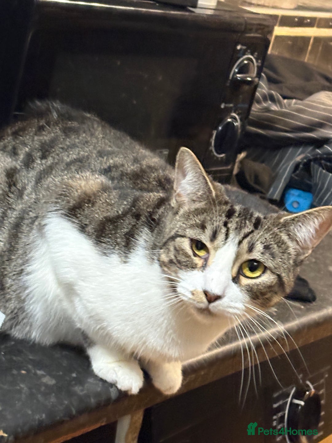 Mixed Breed cats for sale: Pipa  - Image 3