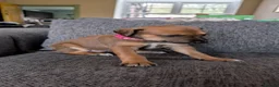 Mixed Breed dogs for sale: Lurcher  - Advert 6