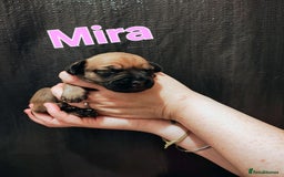 Mixed Breed dogs for sale: Pug x Lucher  - Image 32