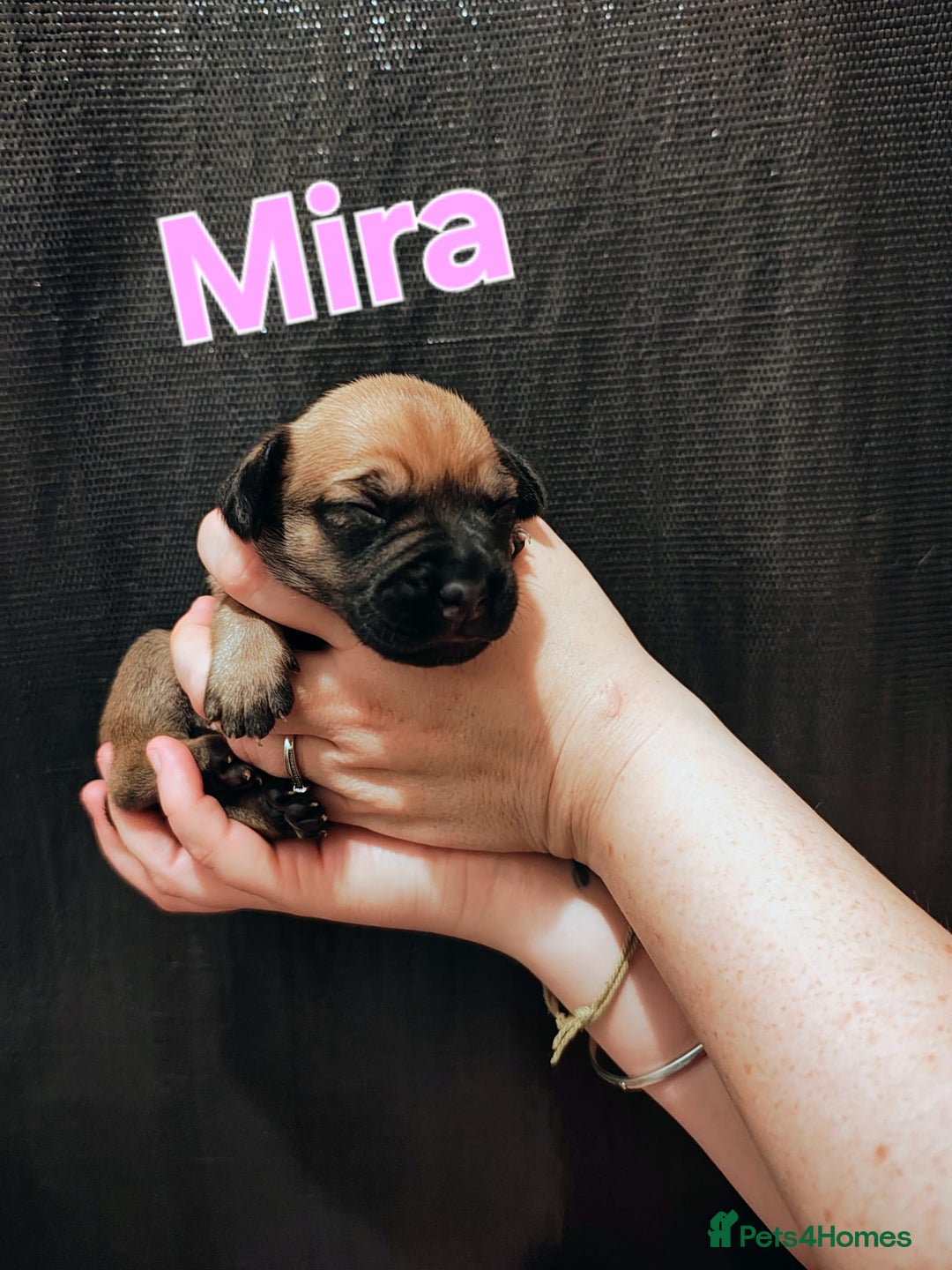 Mixed Breed dogs for sale: Pug x Lucher  - Image 32