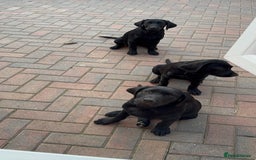 Labrador Retriever dogs for sale: Pedigree Labradors - Perfect for gun dog  - Image 5